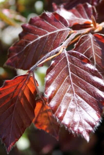 Blatt der Blutbuche (Fagus sylvatica ‘Purpurea‘)