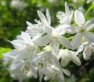 Deutzia gracilis